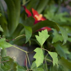 Características exclusivas de un jardín vertical vertiflor