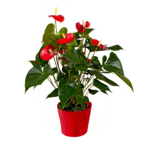 Anthurium