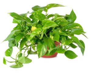 Epipremnum aureum