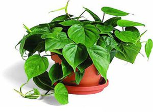 Philodendron scandens