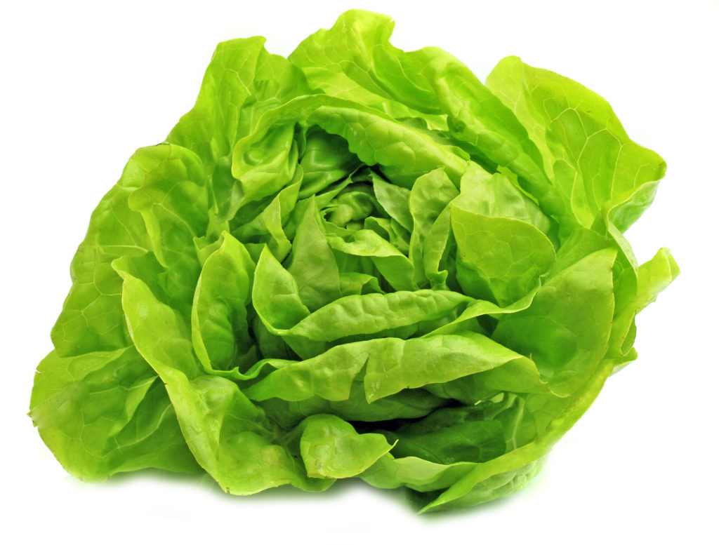 lechuga